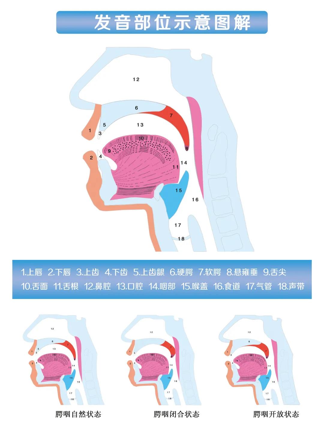 发音部位示意图解